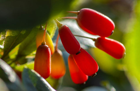 Is There a Natural Alternative to Ozempic®? A Guide to Berberine